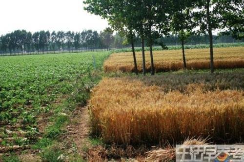 央视调查有机食品乱象：部分有机菜田紧邻化工厂