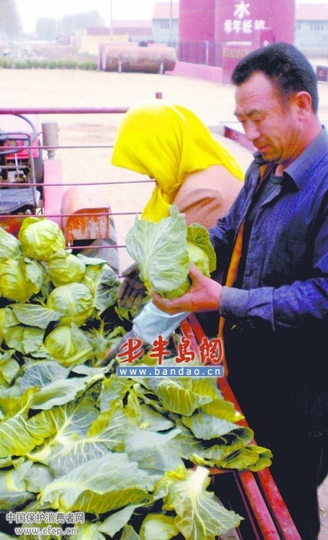 山东白菜2分钱1斤无人收 菜农欲雇人扔菜(图)
