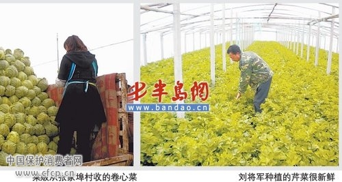 山东白菜2分钱1斤无人收 菜农欲雇人扔菜(图)
