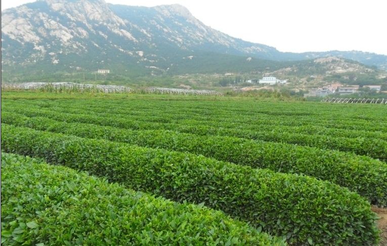 万丈红尘三杯酒,千秋大业一壶茶-访崂山茗苑春